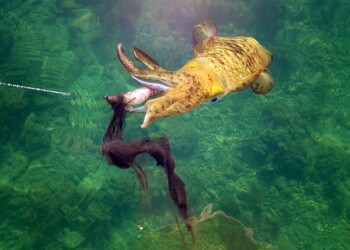 It’s winter squidding time!